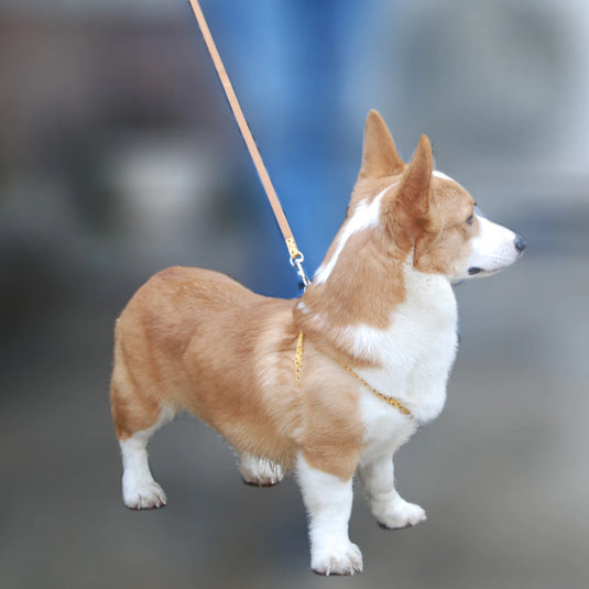 Pet products, adjustable dog collar used for puppy walking