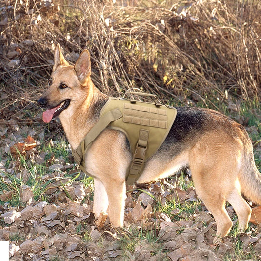 Vest and dog collar suitable for pet dogs and hunting dogs with a suit tied from the waistcoat by means of a rope